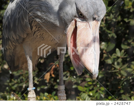 ハシビロコウ 2428747