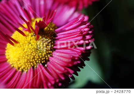 ヒナギク 2428770