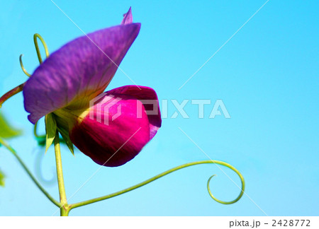 キヌサヤの花 2428772