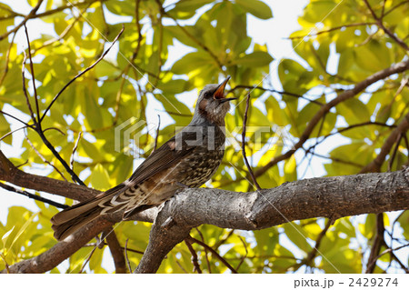 タブノキで鳴いているヒヨドリ 2429274