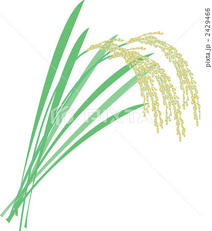 稲 稲 2429466