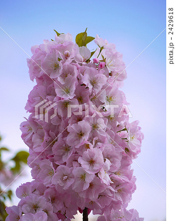 桜　馬路 2429618