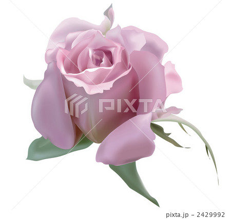ピンクローズ 2429992
