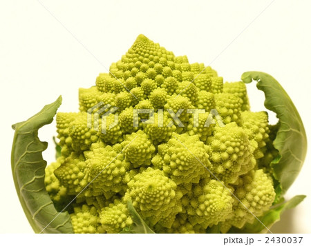 ロマネスコ 2430037