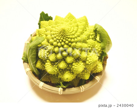 やりがい君 2430040