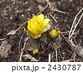 福寿草 2430787