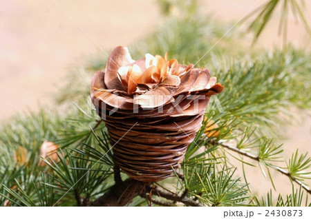 ヒマラヤスギの松かさ 2430873