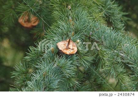 ヒマラヤスギの松かさ 2430874