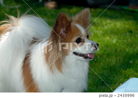 愛犬のパピヨン 2430996