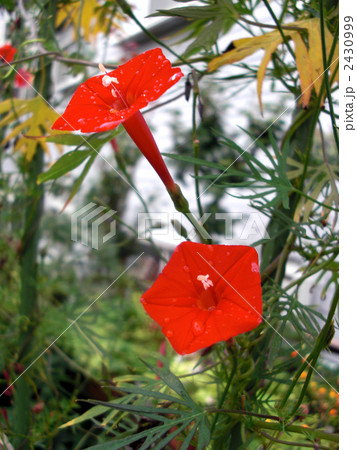 ルコウソウ 2430999