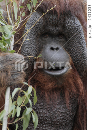 オランウータン1 2431053