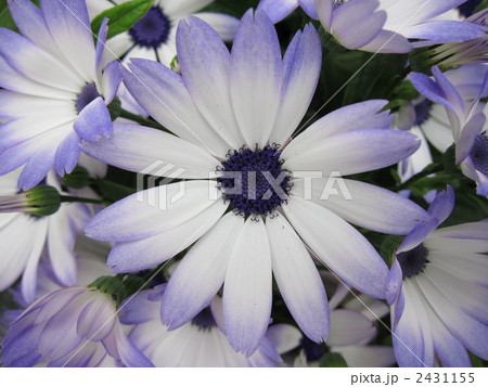 サイネリア 2431155