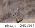 フクロウ類 2431394