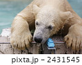 シロクマ 2431545