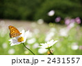 コスモスと蝶 2431557