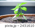バジル 2431610