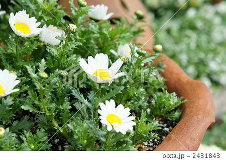 花／クリサンセマム 2431843