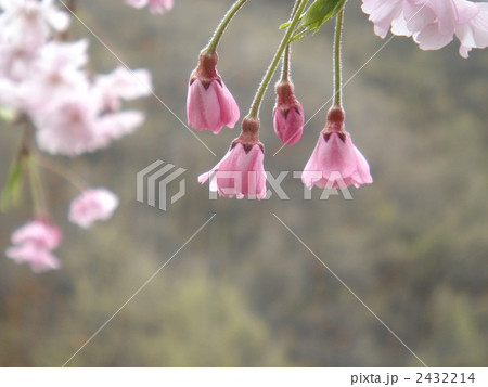 枝垂桜の蕾 枝垂桜の蕾 2432214