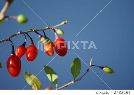 枸杞　クコの実 2432262