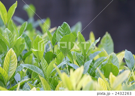 梔子クチナシの新芽 2432263