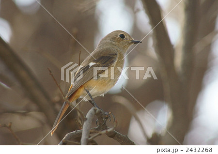 ちょっと幼顔の尉鶲ちゃん 2432268