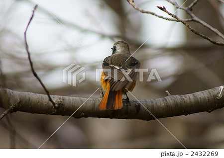 ジョウビタキ 雄 ジョウビタキ 雄 2432269