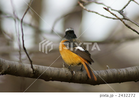 こっち向いてます。ジョウビタキ　雄 2432272