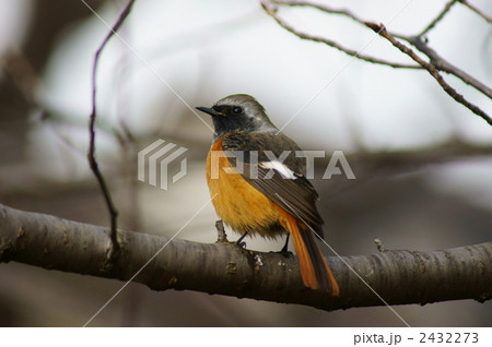 ジョウビタキ　雄 2432273