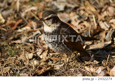 虫を探しているツグミ 2432274