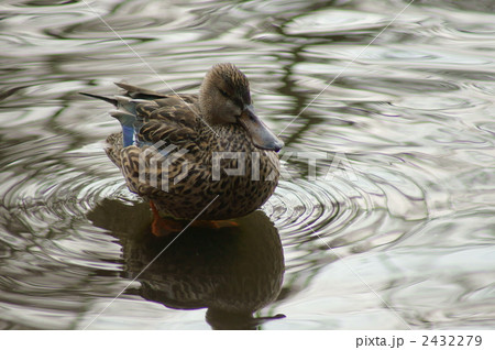 ハシビロガモ 嘴広鴨 雌 ハシビロガモ 嘴広鴨 雌 2432279