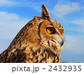 ワシミミズク 2432935