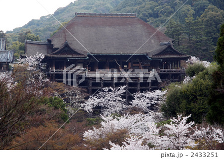 桜に彩られた清水の舞台 2433251