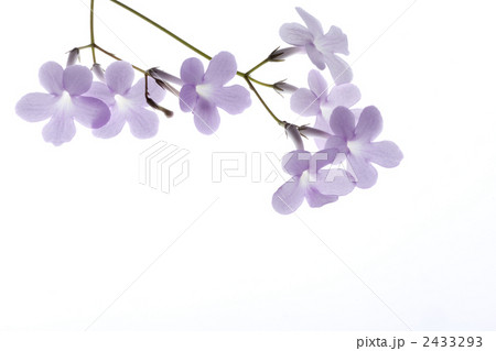 ストレプトカーパス 2433293