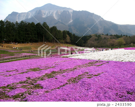 秩父羊山公園の芝桜 秩父羊山公園の芝桜 2433590
