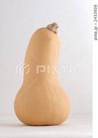 バターナッツ 2433609