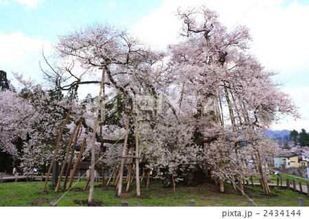 置賜桜回廊　伊佐の久保桜 2434144