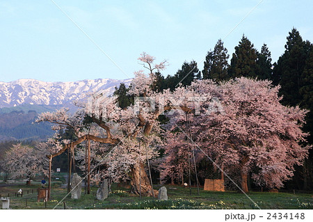 置賜桜回廊　釜の越桜 2434148
