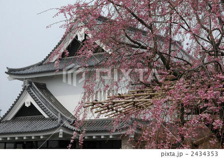 京都　勝竜寺城の紅枝垂れ桜 2434353