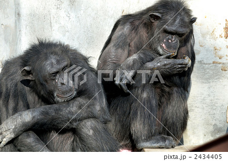 動物園のゴリラ 動物園のゴリラ 2434405