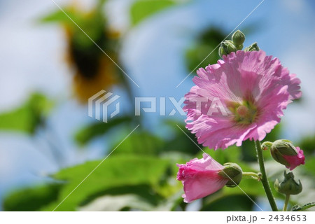 夏 2434653