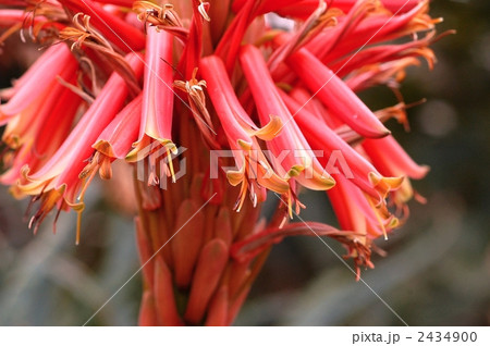コダチアロエの花 コダチアロエの花 2434900