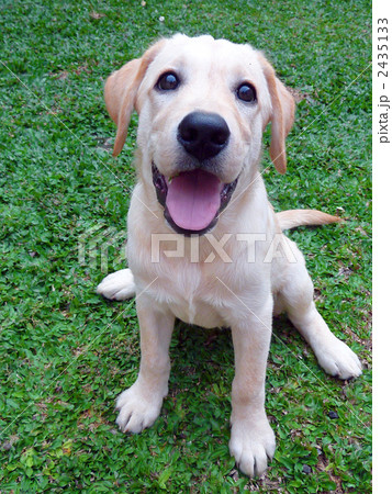 ラブラドールの仔犬 2435133
