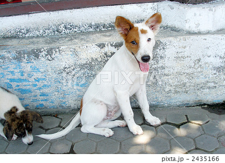 ミックス犬の子犬 ミックス犬の子犬 2435166