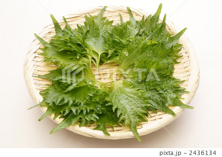 大葉20枚 2436134