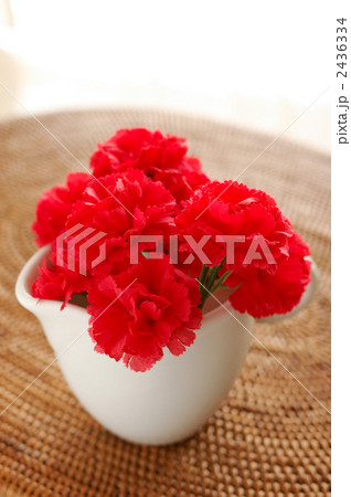 カーネーション 2436334