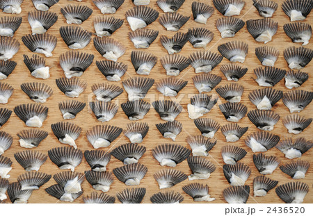 ふぐひれ 2436520