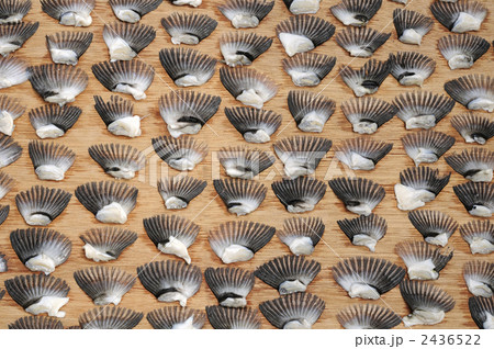 ふぐひれ 2436522