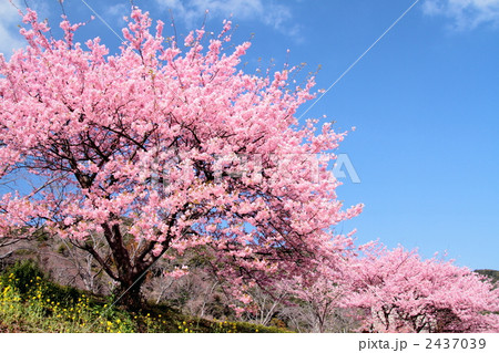 みなみの桜の桜並木 2437039