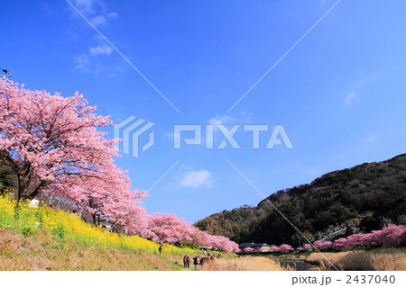 みなみの桜の桜並木 2437040