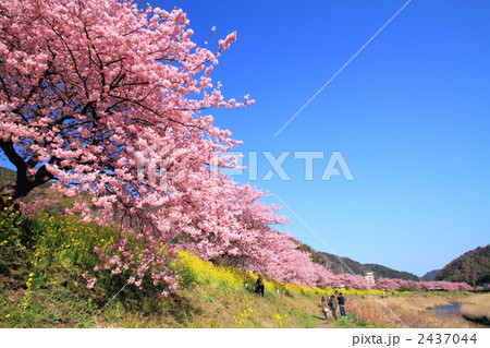 みなみの桜の桜並木 2437044